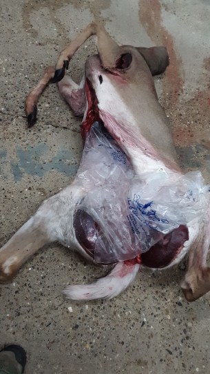 deer with ice